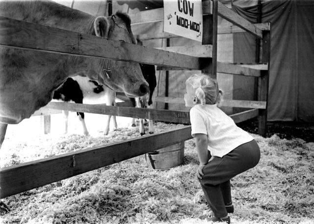 A 3-year-old girl and a cow in 1967.